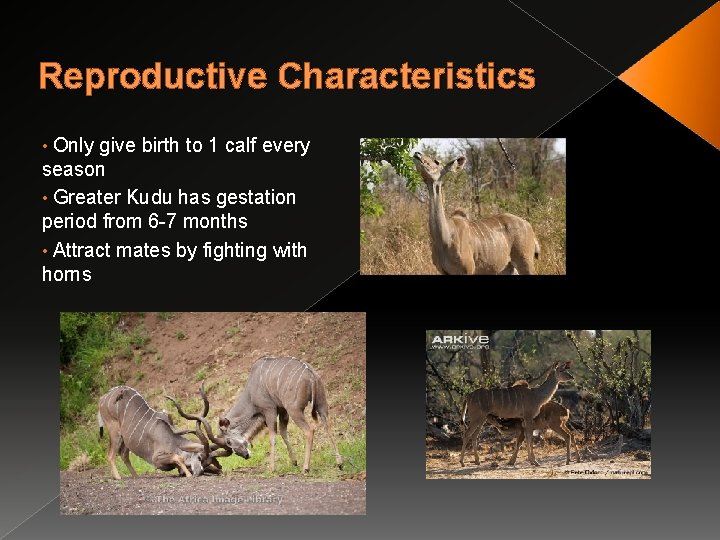 Reproductive Characteristics Only give birth to 1 calf every season • Greater Kudu has