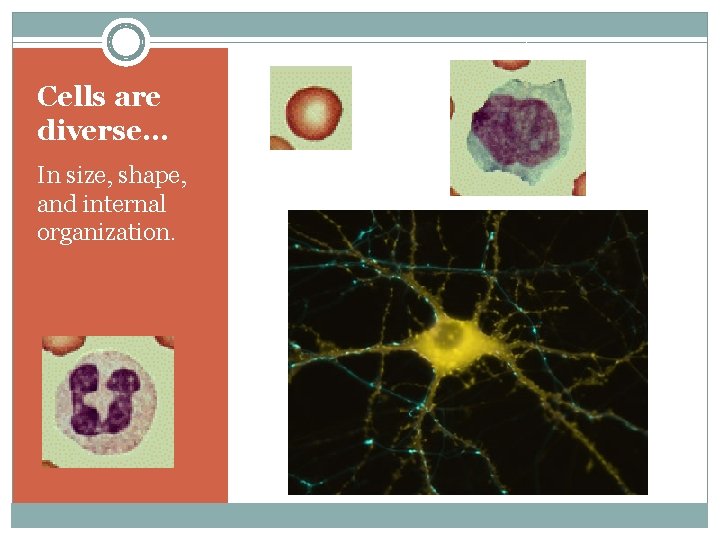 Cells are diverse… In size, shape, and internal organization. 