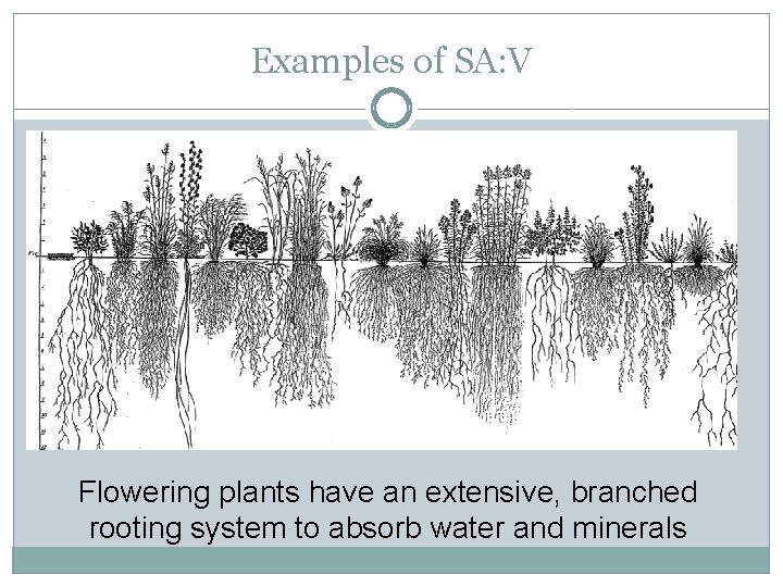 Examples of SA: V Flowering plants have an extensive, branched rooting system to absorb
