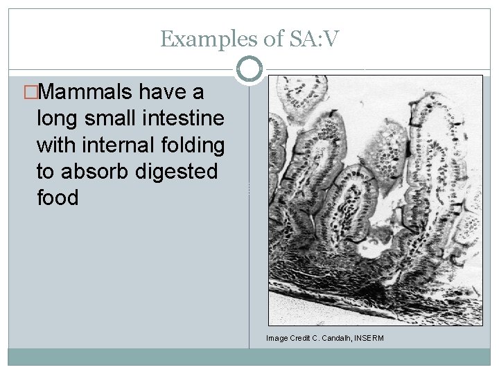 Examples of SA: V �Mammals have a long small intestine with internal folding to