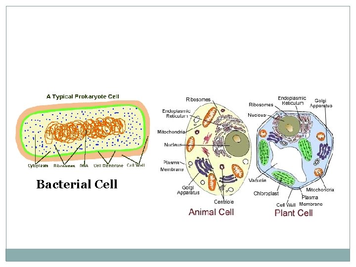Bacterial Cell 