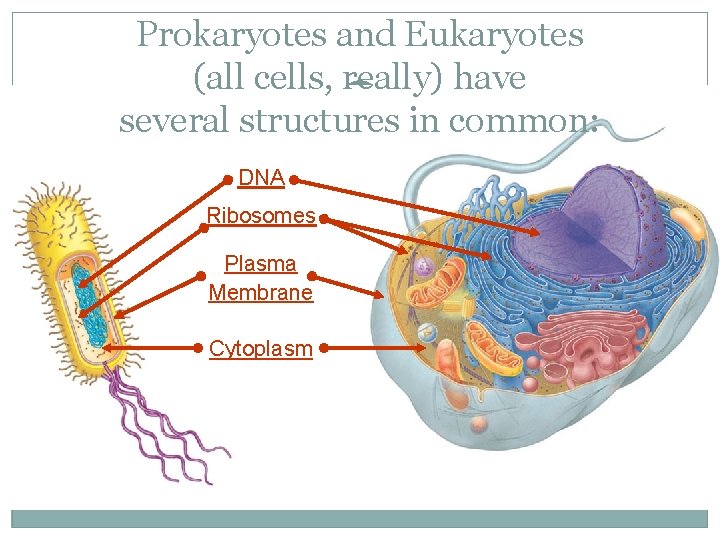 Prokaryotes and Eukaryotes (all cells, really) have several structures in common: DNA Ribosomes Plasma
