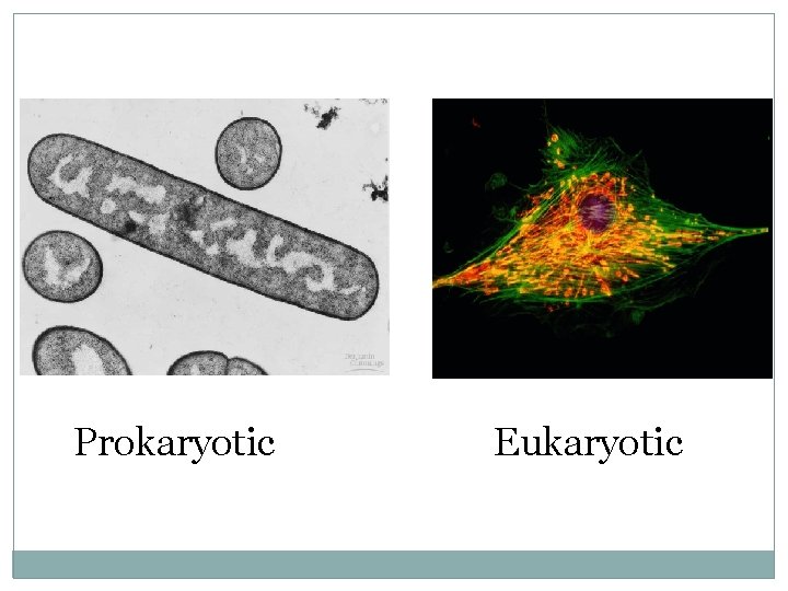 Prokaryotic Eukaryotic 