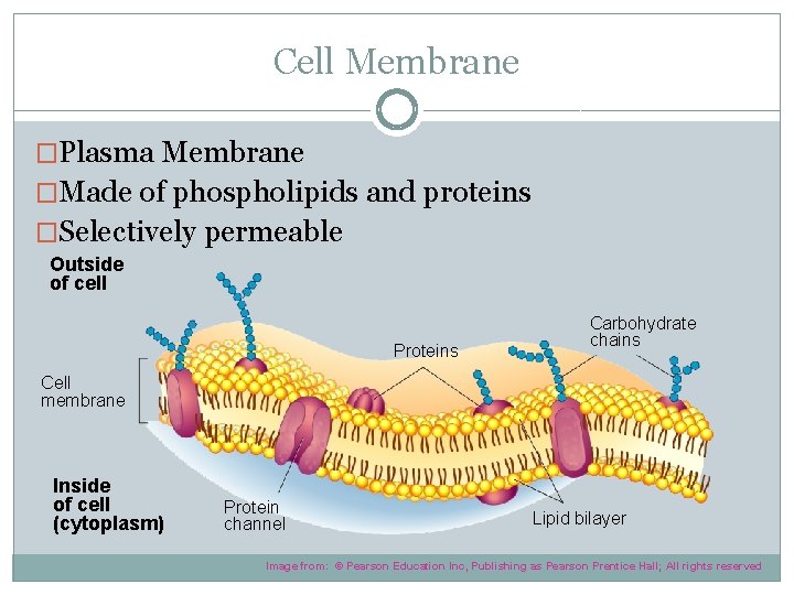 Cell Membrane �Plasma Membrane �Made of phospholipids and proteins �Selectively permeable Outside of cell
