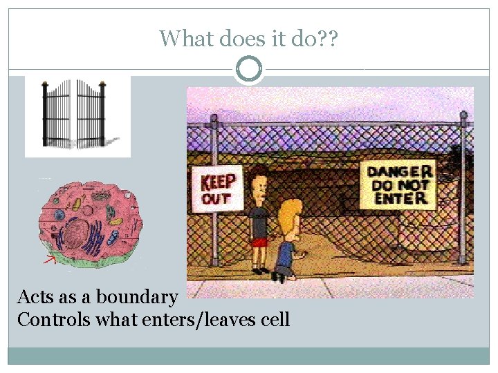 What does it do? ? Acts as a boundary Controls what enters/leaves cell 
