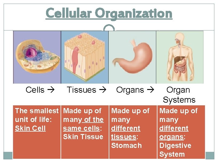 Cellular Organization Cells Tissues The smallest Made up of unit of life: many of