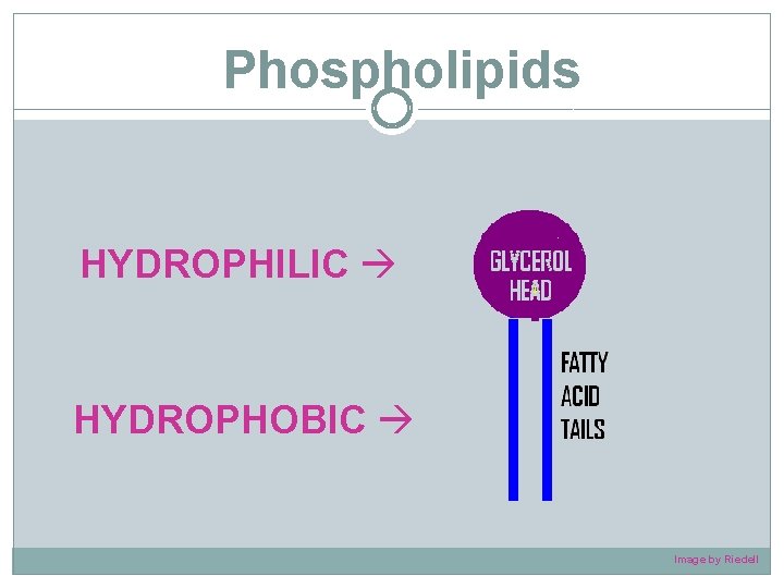 Phospholipids HYDROPHILIC HYDROPHOBIC Image by Riedell 
