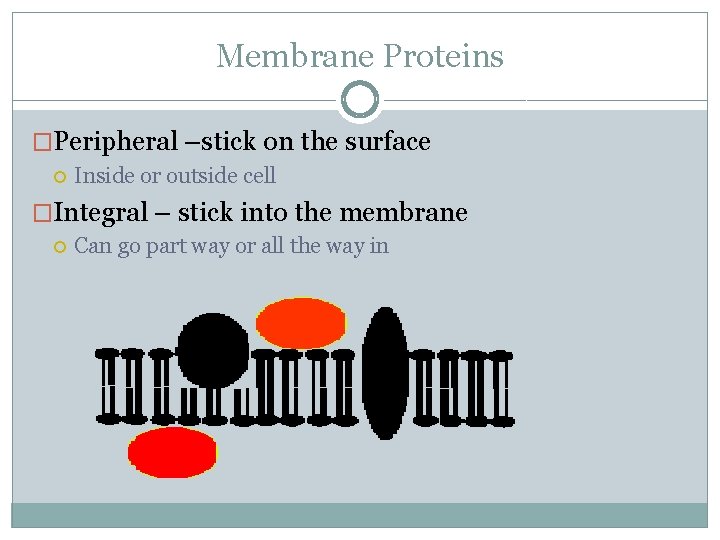 Membrane Proteins �Peripheral –stick on the surface Inside or outside cell �Integral – stick