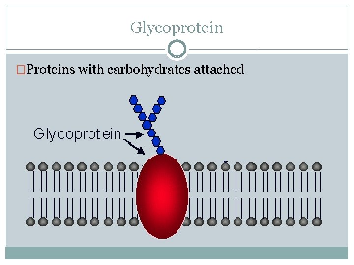 Glycoprotein �Proteins with carbohydrates attached 