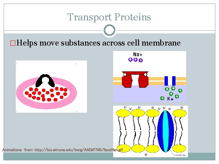 Transport Proteins �Helps move substances across cell membrane Animations from: http: //bio. winona. edu/berg/ANIMTNS/facdifan.