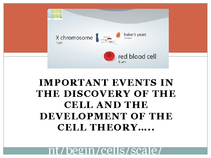 IMPORTANT EVENTS IN THE DISCOVERY OF THE CELL AND THE DEVELOPMENT OF THE CELL