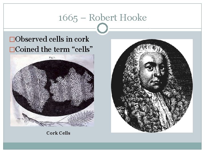 1665 – Robert Hooke �Observed cells in cork �Coined the term “cells” Cork Cells