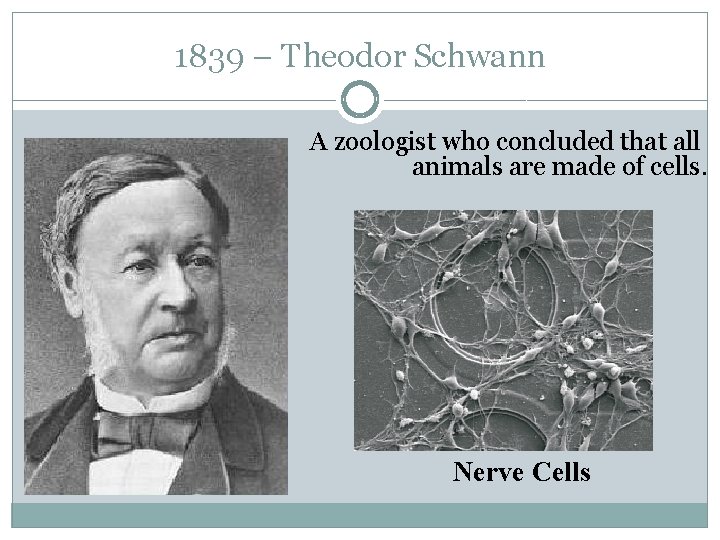 1839 – Theodor Schwann A zoologist who concluded that all animals are made of