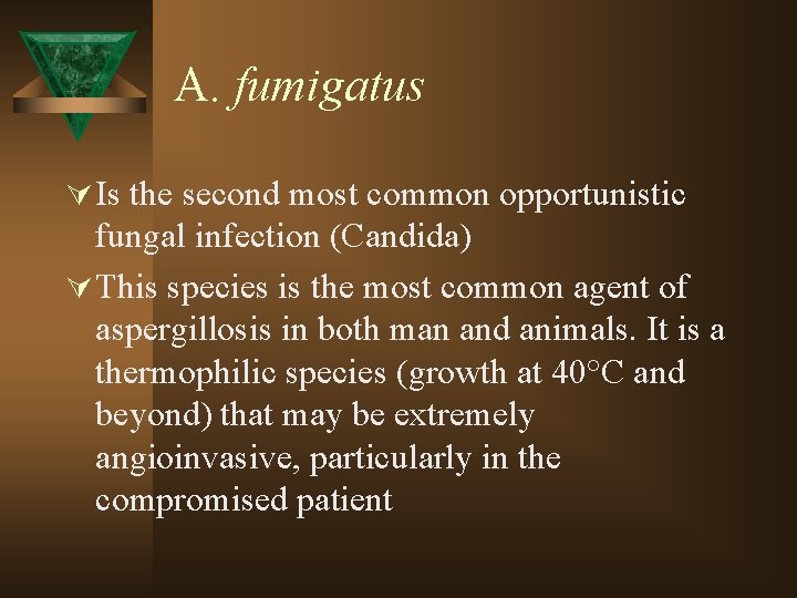 A. fumigatus Ú Is the second most common opportunistic fungal infection (Candida) Ú This