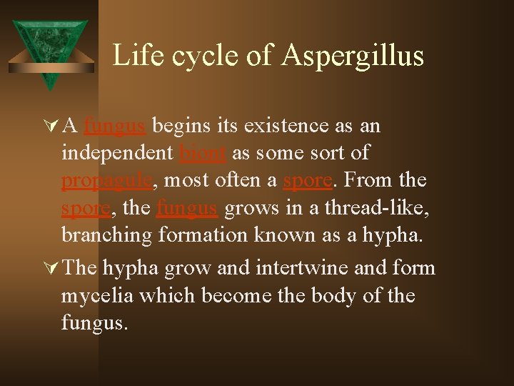 Life cycle of Aspergillus Ú A fungus begins its existence as an independent biont