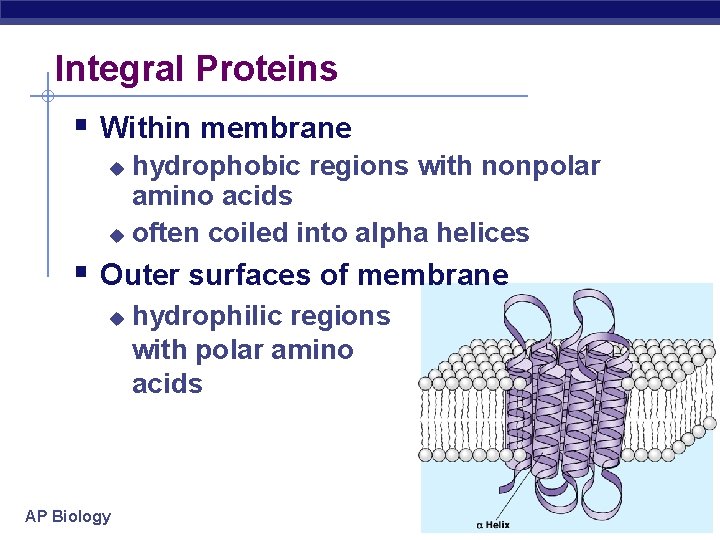 Integral Proteins § Within membrane hydrophobic regions with nonpolar amino acids u often coiled