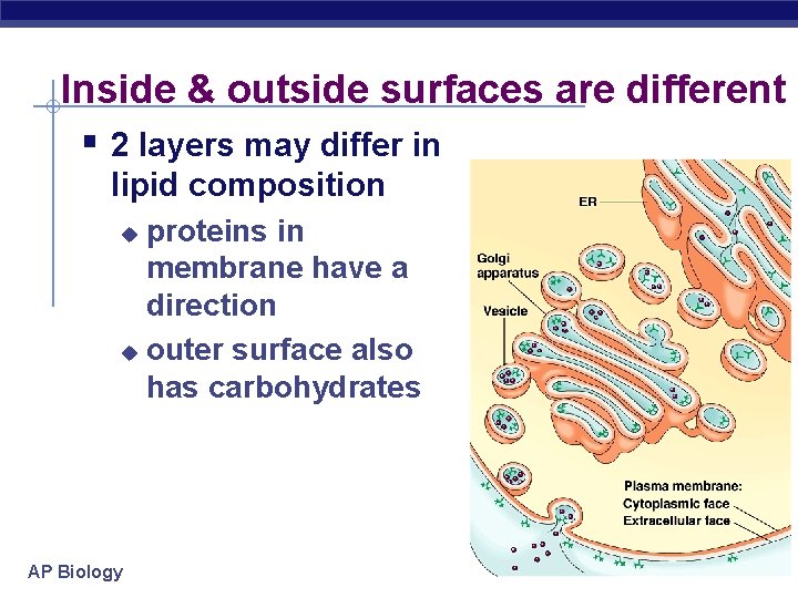 Inside & outside surfaces are different § 2 layers may differ in lipid composition