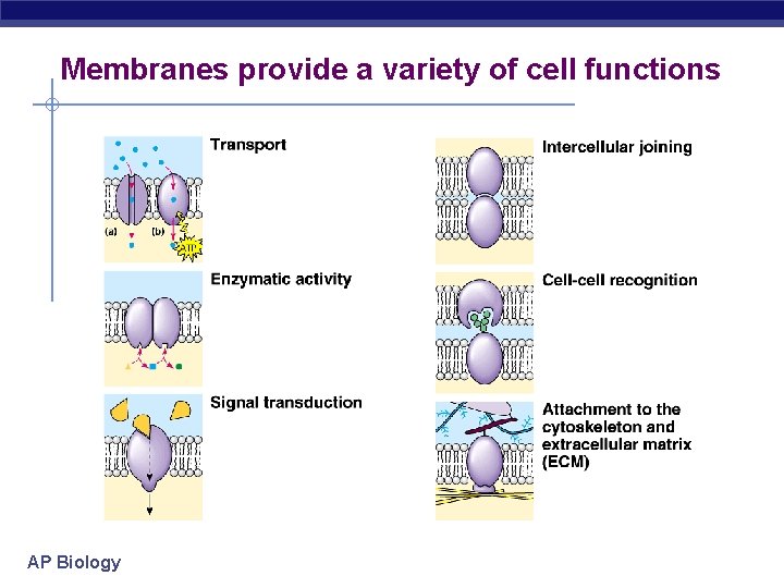 Membranes provide a variety of cell functions AP Biology 