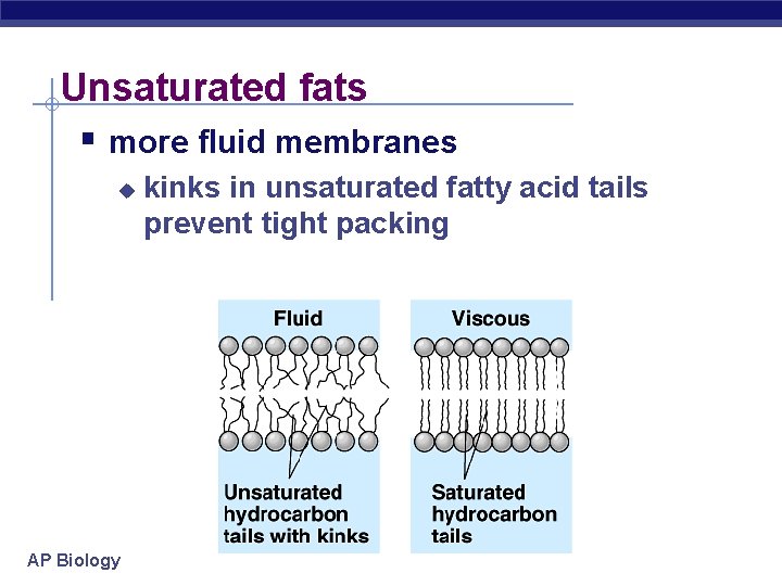 Unsaturated fats § more fluid membranes u AP Biology kinks in unsaturated fatty acid