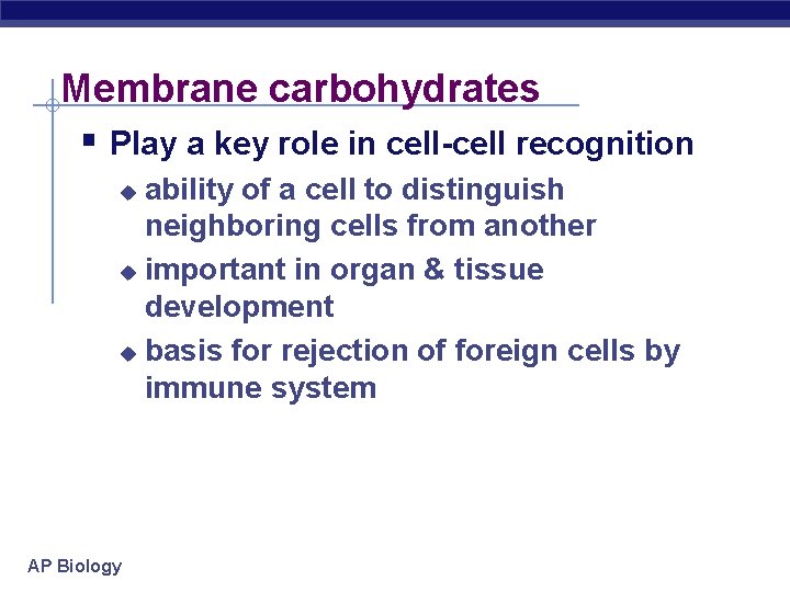 Membrane carbohydrates § Play a key role in cell-cell recognition ability of a cell