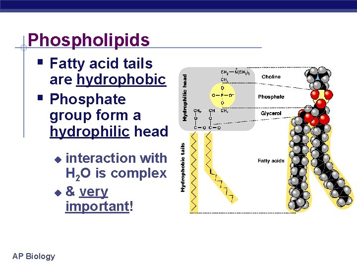 Phospholipids § Fatty acid tails § are hydrophobic Phosphate group form a hydrophilic head