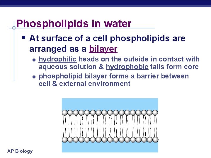 Phospholipids in water § At surface of a cell phospholipids are arranged as a