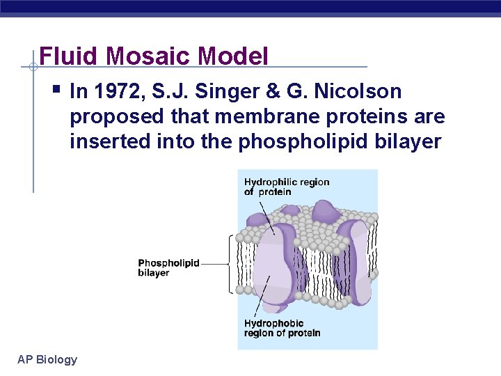Fluid Mosaic Model § In 1972, S. J. Singer & G. Nicolson proposed that