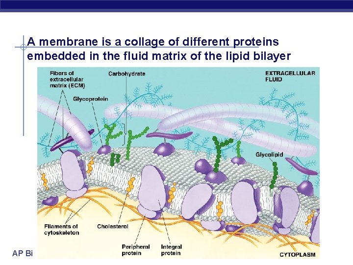 A membrane is a collage of different proteins embedded in the fluid matrix of