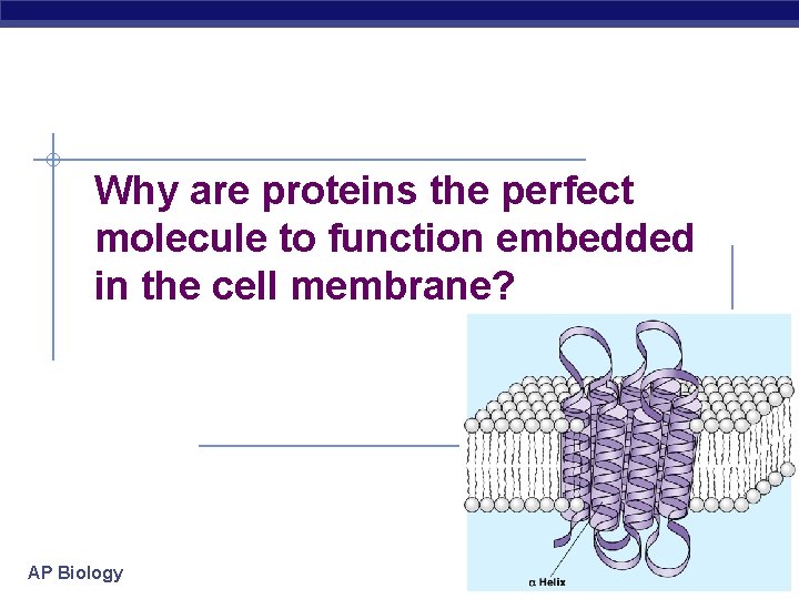 Why are proteins the perfect molecule to function embedded in the cell membrane? AP