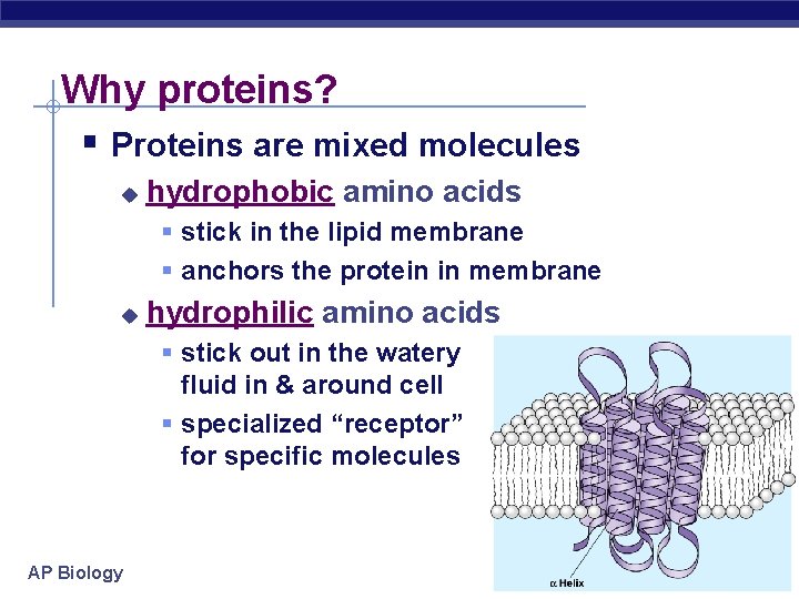 Why proteins? § Proteins are mixed molecules u hydrophobic amino acids § stick in