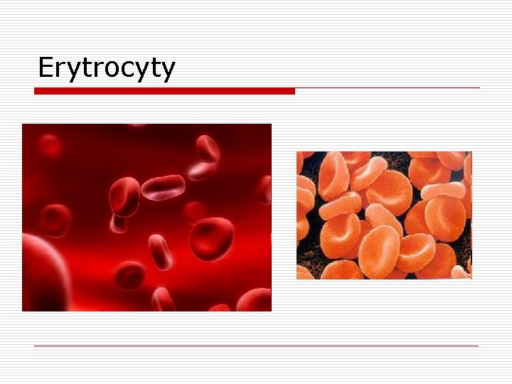 Erytrocyty 