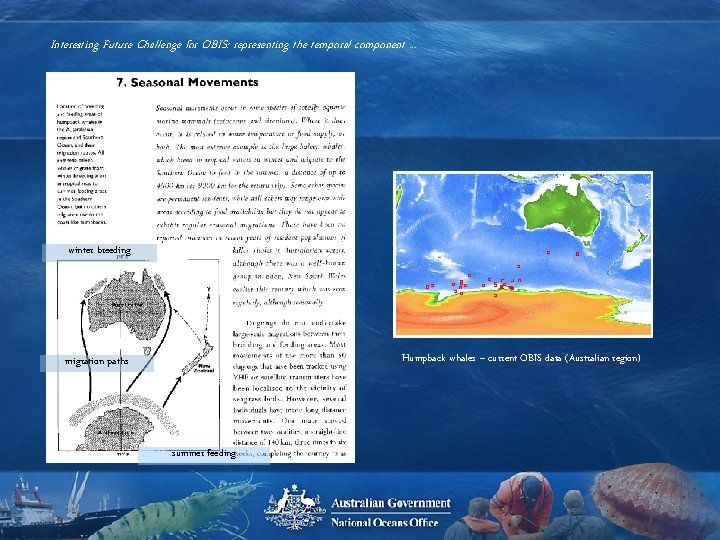 Interesting Future Challenge for OBIS: representing the temporal component. . . winter breeding Humpback