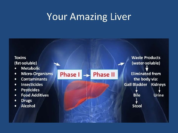 Your Amazing Liver 