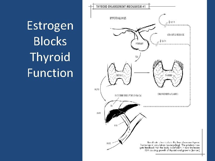 Estrogen Blocks Thyroid Function 