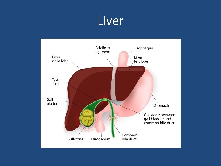 Liver 