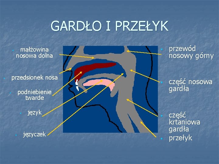 GARDŁO I PRZEŁYK • • małżowina nosowa dolna przedsionek nosa • przewód nosowy górny