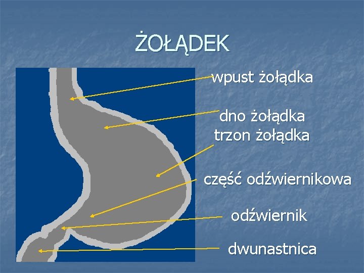 ŻOŁĄDEK wpust żołądka dno żołądka trzon żołądka część odźwiernikowa odźwiernik dwunastnica 