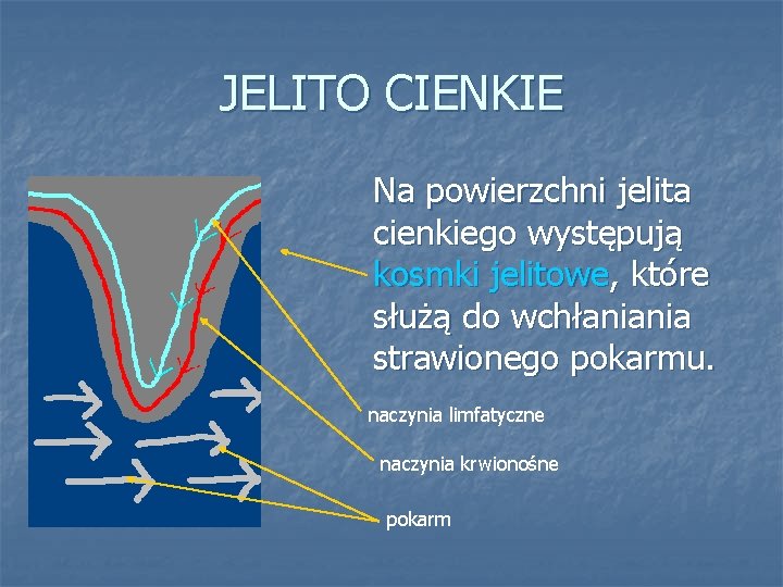 JELITO CIENKIE Na powierzchni jelita cienkiego występują kosmki jelitowe, które służą do wchłaniania strawionego