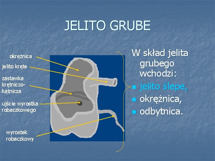 JELITO GRUBE okrężnica jelito kręte zastawka krętniczokątnicza ujście wyrostka robaczkowego wyrostek robaczkowy W skład