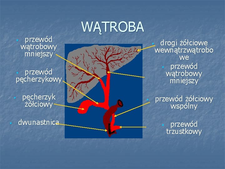  • przewód wątrobowy mniejszy WĄTROBA • przewód pęcherzykowy • • • pęcherzyk żółciowy