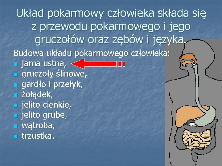 Układ pokarmowy człowieka składa się z przewodu pokarmowego i jego gruczołów oraz zębów i