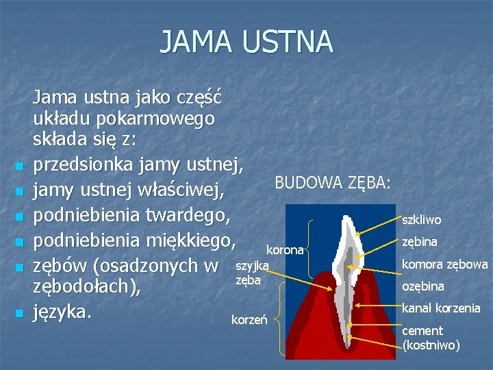 JAMA USTNA n n n Jama ustna jako część układu pokarmowego składa się z: