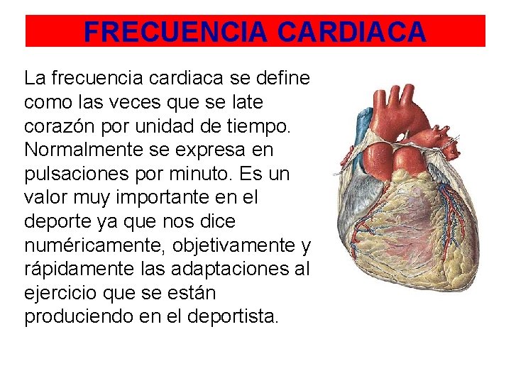 FRECUENCIA CARDIACA La frecuencia cardiaca se define como las veces que se late corazón