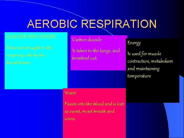 AEROBIC RESPIRATION GLUCOSE AND OXYGEN These are brought to the respiring cells by the