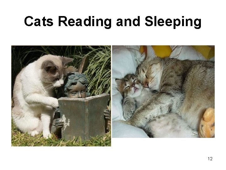Cats Reading and Sleeping 12 
