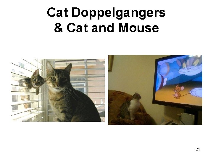 Cat Doppelgangers & Cat and Mouse 21 