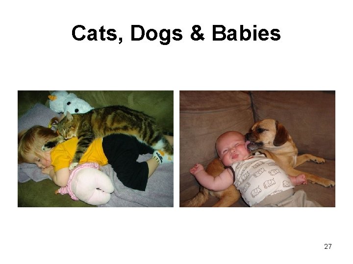 Cats, Dogs & Babies 27 