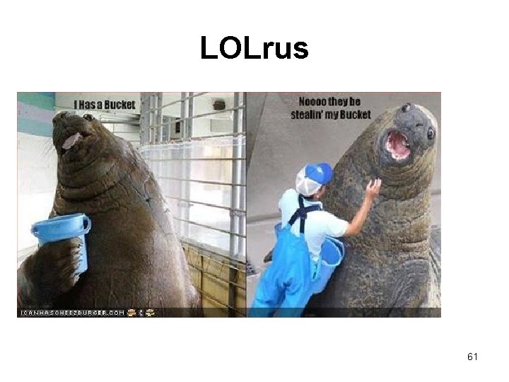 LOLrus 61 