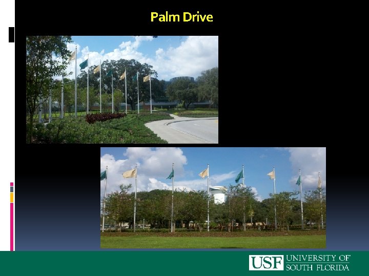 Palm Drive 