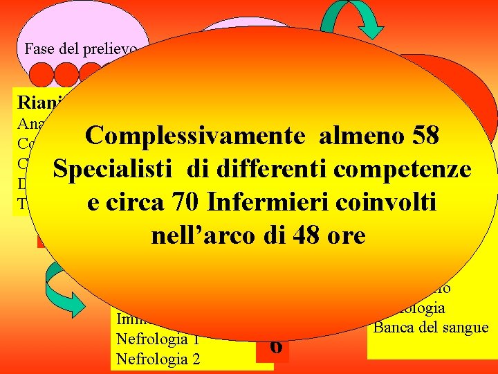 Fase del prelievo Rianimazione Anatomia patologica Coordinamento Chirurgia Direzione Sanitaria Trasporti Fase della chiamata